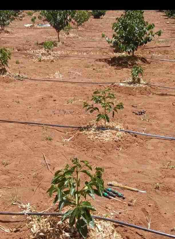Drip Irrigation — Orchard in Kiambu — MILO Plumbing Solutions