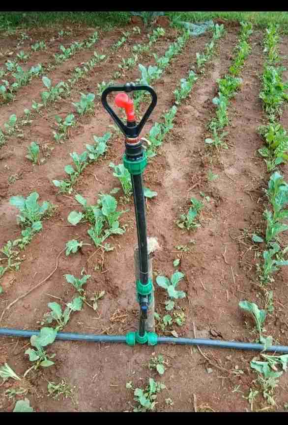 Sprinkler — Vegetable Rows in Limuru — MILO Plumbing Solutions